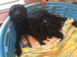 Father of the Labradoodle puppies born on 07/16/2017