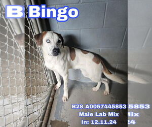 Labrador Retriever-Unknown Mix Dogs for adoption in Salt Lake City, UT, USA