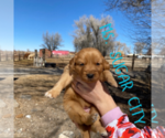Small Photo #9 Golden Retriever Puppy For Sale in COLORADO SPRINGS, CO, USA