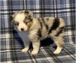 Image preview for Ad Listing. Nickname: Blue Merle F