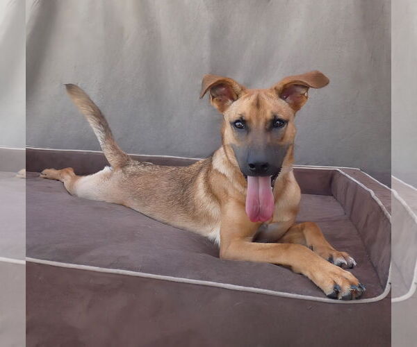 Medium Photo #2 German Shepherd Dog Puppy For Sale in Pasadena, CA, USA