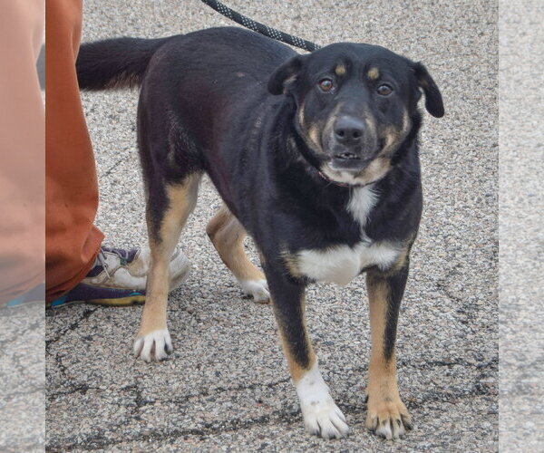 Medium Photo #4 German Shepherd Dog-Unknown Mix Puppy For Sale in Huntley, IL, USA