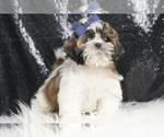 Puppy Charlie AKC Shih Tzu