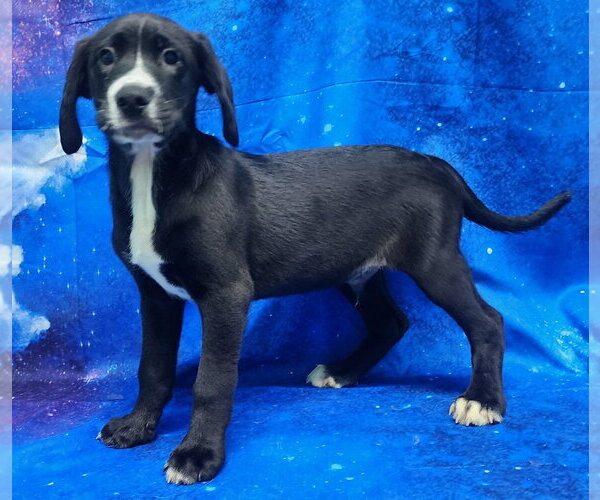 Medium Photo #3 Labrador Retriever-Unknown Mix Puppy For Sale in Wetumpka, AL, USA