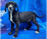 Small #2 Labrador Retriever Mix
