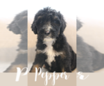 Small Photo #3 Bernedoodle Puppy For Sale in INDIANAPOLIS, IN, USA