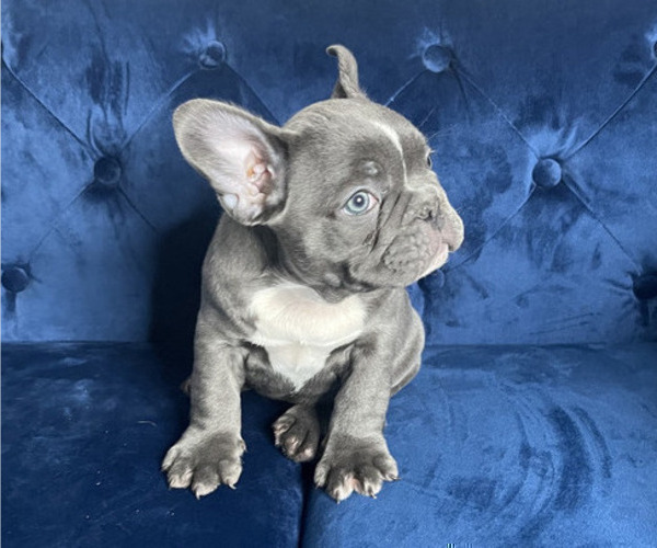 Medium Photo #4 French Bulldog Puppy For Sale in ORLANDO, FL, USA