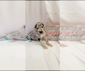 Great Dane Puppy for sale in HELM, IL, USA