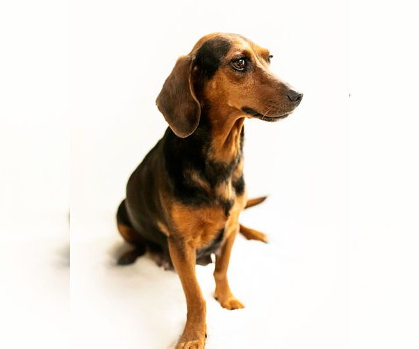Medium Photo #10 Dachshund Puppy For Sale in Corona, CA, USA
