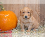 Puppy Bruno Golden Retriever