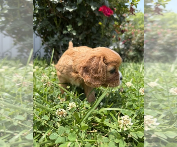 Medium Photo #11 Cavalier King Charles Spaniel Puppy For Sale in KANSAS CITY, MO, USA