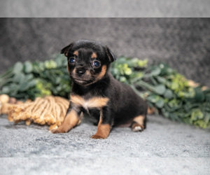 Medium Chihuahua