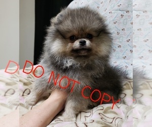 Pomeranian Puppy for sale in DOWNERS GROVE, IL, USA