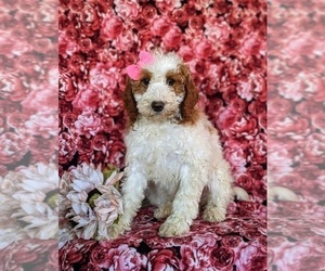 Dogue de Bordeaux Puppy for sale in QUARRYVILLE, PA, USA