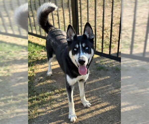 Medium Photo #1 Siberian Husky Puppy For Sale in Riverside, CA, USA