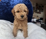 Small Photo #50 Goldendoodle (Miniature) Puppy For Sale in SAN FERNANDO, CA, USA