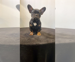 Medium French Bulldog