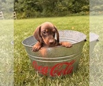 Small #3 Dachshund