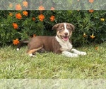 Puppy Cocolate Border Collie-Bordoodle Mix