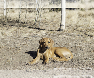 Rhodesian Ridgeback Puppy for sale in FAIRPLAY, CO, USA
