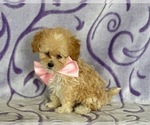 Small Photo #1 Poodle (Toy) Puppy For Sale in LANCASTER, PA, USA