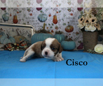 Small Photo #40 Cavalier King Charles Spaniel Puppy For Sale in CHANUTE, KS, USA