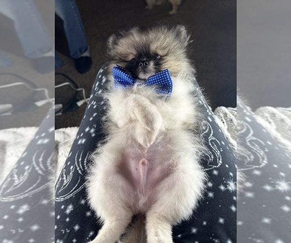 Medium Photo #3 Pomeranian Puppy For Sale in HARRISVILLE, MI, USA