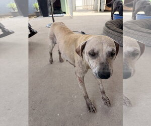 Labrador Retriever-Unknown Mix Dogs for adoption in San Diego, CA, USA