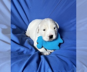 Golden Labrador Puppy for sale in LIVE OAK, FL, USA