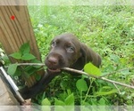 Small #5 Wirehaired lab