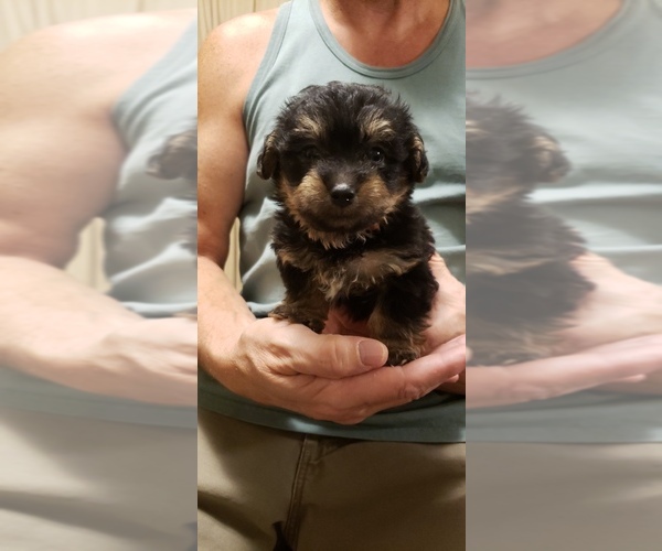 Medium Photo #3 Poodle (Toy)-Yorkshire Terrier Mix Puppy For Sale in FLOYDS KNOBS, IN, USA