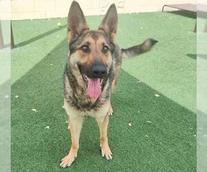 German Shepherd Dog-Unknown Mix Dogs for adoption in Rockwall, TX, USA