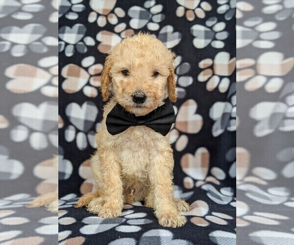 Medium Photo #1 Goldendoodle Puppy For Sale in NEW PROVIDENCE, PA, USA