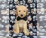 Small Photo #1 Goldendoodle Puppy For Sale in NEW PROVIDENCE, PA, USA