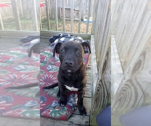 American Pit Bull Terrier-Black and Tan Coonhound-Labrador Retriever Mix Puppy for sale in SUFFOLK, VA, USA