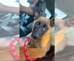 Mutt Dogs for adoption in Imlay City, MI, USA