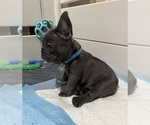 Small #1 French Bulldog