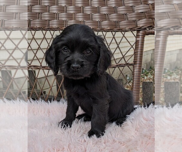 Medium Photo #3 Cock-A-Poo Puppy For Sale in SALEM, MO, USA