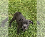 Puppy Puppy 6 Cane Corso