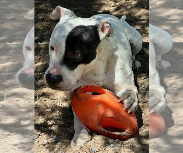 Medium Photo #4 Bull-Boxer Puppy For Sale in Chandler, AZ, USA