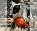 Small #3 Bull-Boxer
