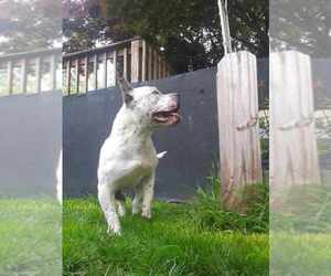 American Bully Puppy for sale in FRACKVILLE, PA, USA
