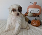 Small #2 ShihPoo