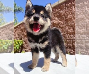 Shiba Inu Puppy for sale in BROOKLYN, NY, USA