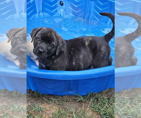 Medium Photo #3 Plott Hound-Unknown Mix Puppy For Sale in Wyoming, MI, USA