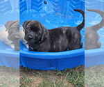 Small #2 Plott Hound Mix