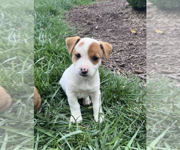 Medium Photo #1 Jack Russell Terrier Puppy For Sale in MOUNT SOLON, VA, USA