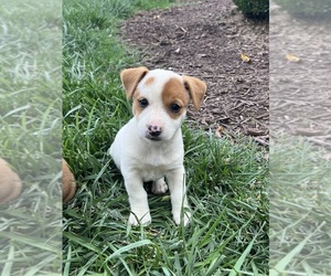 Medium Jack Russell Terrier