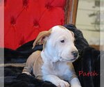 Small Photo #10 Mutt Puppy For Sale in Wakefield, RI, USA