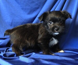 Morkie Puppy for sale in ROCK VALLEY, IA, USA